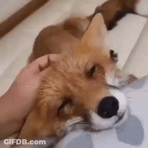 A Close Up Of A Person Petting A Fox 'S Head . GIF
