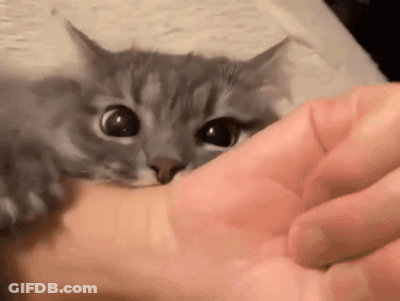 A Close Up Of A Person Petting A Kitten On Their Finger . GIF