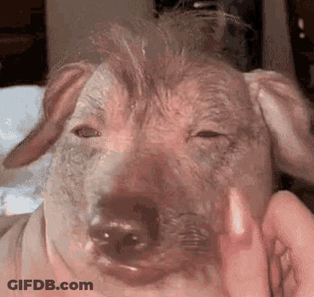 A Close Up Of A Person Petting A Pig 'S Head With Their Hand . GIF