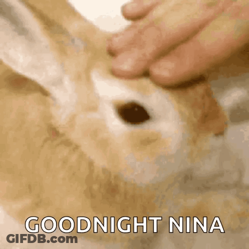 A Close Up Of A Person Petting A Rabbit With The Words Goodnight Nina Above It GIF