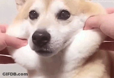 A Close Up Of A Person Petting A Shiba Inu Dog . GIF