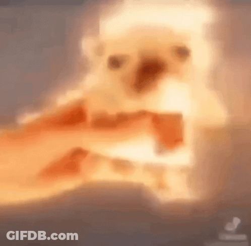 A Close Up Of A Person Petting A Small Dog With A Blurred Background . GIF