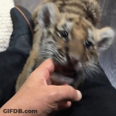 A Close Up Of A Person Petting A Tiger Cub . GIF