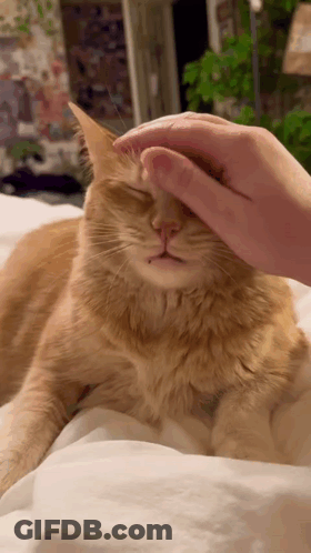 A Close Up Of A Person Petting An Orange Cat On A Bed GIF