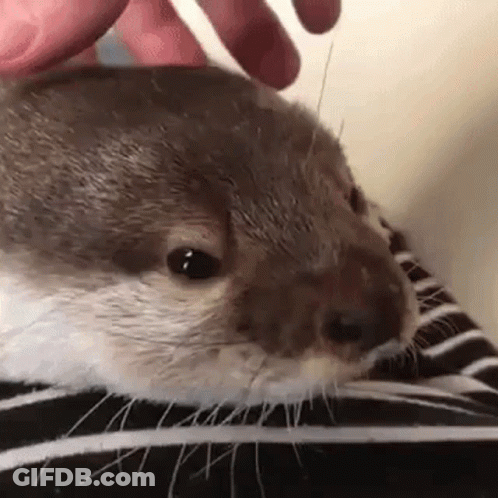 A Close Up Of A Person Petting An Otter 'S Face . GIF