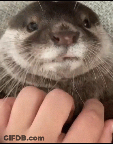 A Close Up Of A Person Petting An Otter 'S Face GIF