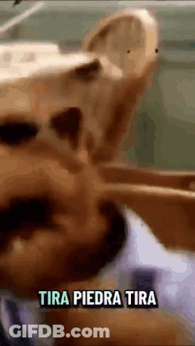A Close Up Of A Person 'S Face With The Words Tira Piedra Tira Written On The Bottom GIF
