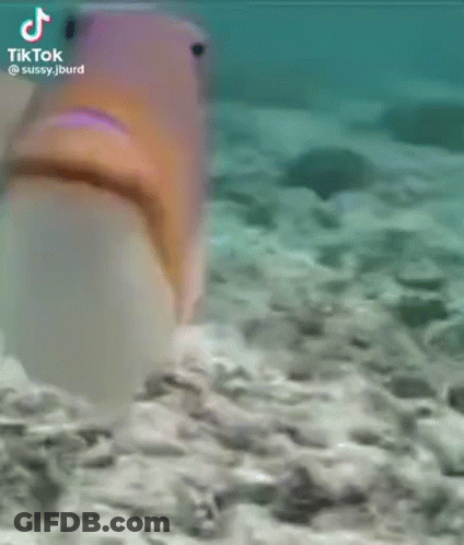 A Close Up Of A Person 'S Face With Tiktok Written On The Bottom Right GIF