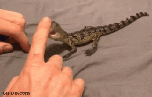 A Close Up Of A Person 'S Finger Pointing At A Toy Dinosaur GIF