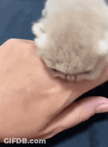 A Close Up Of A Person 'S Hand Holding A Small White Cat . GIF