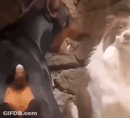 A Close Up Of A Person 'S Hand Reaching Out Towards A Cat GIF