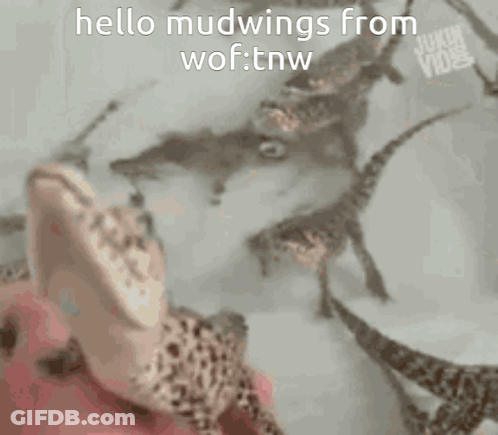 A Close Up Of A Person 'S Hand With The Words " Hello Mudwings From Wof : Tnw " On It GIF