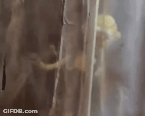 A Close Up Of A Person Standing Behind A Curtain . GIF