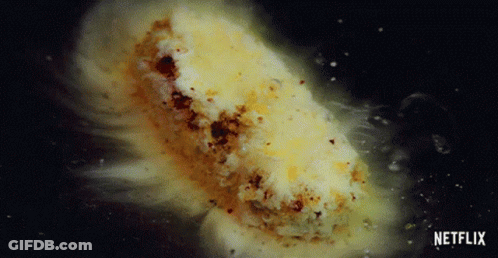 A Close Up Of A Piece Of Food With The Netflix Logo In The Corner GIF