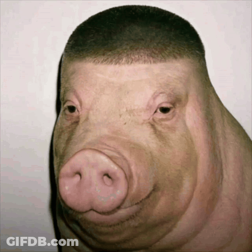 A Close Up Of A Pig 'S Face With A Man 'S Haircut GIF