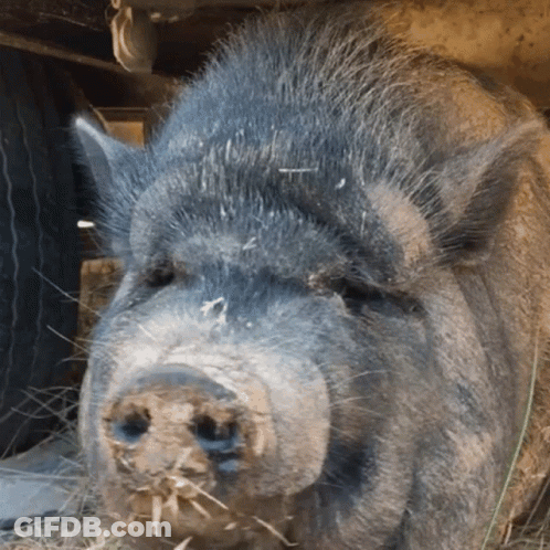 A Close Up Of A Pig 'S Face With Hay In Its Nose GIF