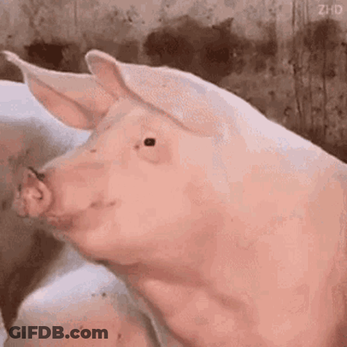 A Close Up Of A Pig 'S Face With Its Mouth Open And Looking At The Camera . GIF