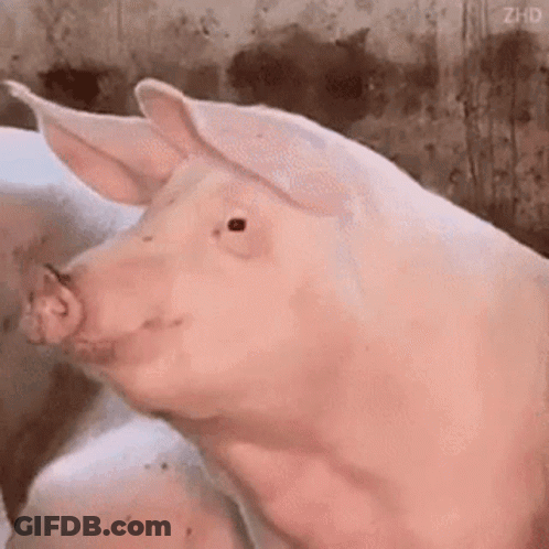 A Close Up Of A Pig 'S Head With Its Mouth Open And Looking At The Camera . GIF