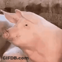 A Close Up Of A Pig 'S Head With Its Mouth Open In A Pen . GIF