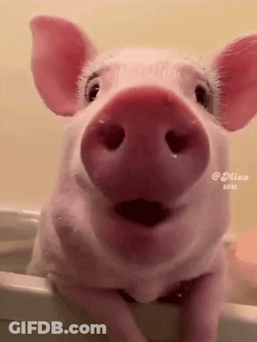 A Close Up Of A Pig 'S Nose With The Caption Miao Wu GIF