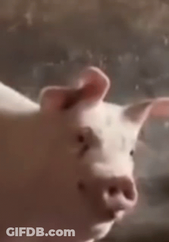 A Close Up Of A Pig Standing On A Rock Looking At The Camera GIF