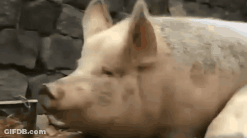 A Close Up Of A Pig With A Dog 'S Face GIF