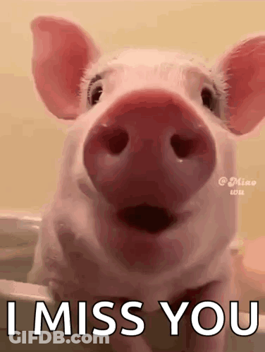 A Close Up Of A Pig With Its Mouth Open And The Words `` I Miss You '' Written On It . GIF