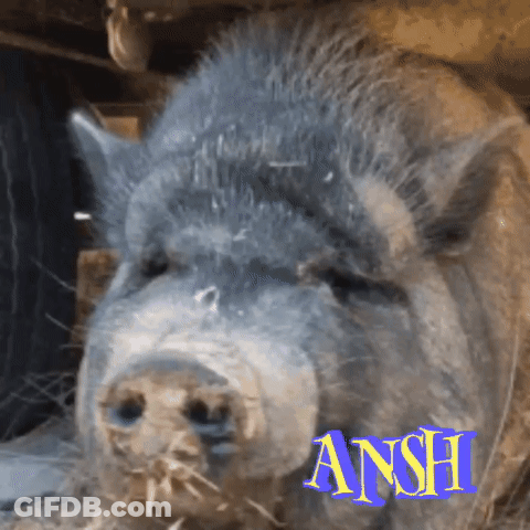 A Close Up Of A Pig With The Name Ansh On The Bottom GIF