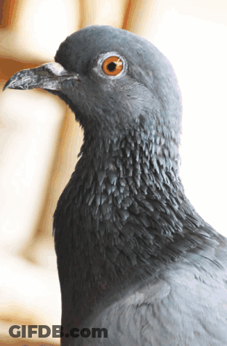 A Close Up Of A Pigeon 'S Head With A Blurred Background GIF