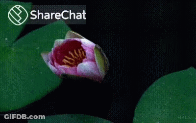 A Close Up Of A Pink And White Lotus Flower With A Sharechat Icon In The Corner GIF