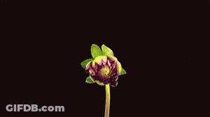 A Close Up Of A Pink Flower Against A Black Background . GIF