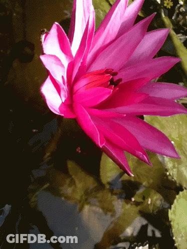 A Close Up Of A Pink Flower Floating In A Pond GIF