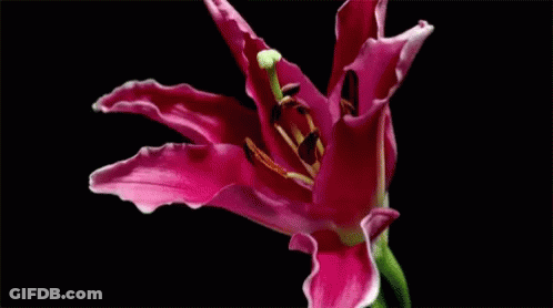 A Close Up Of A Pink Flower With A Black Background . GIF