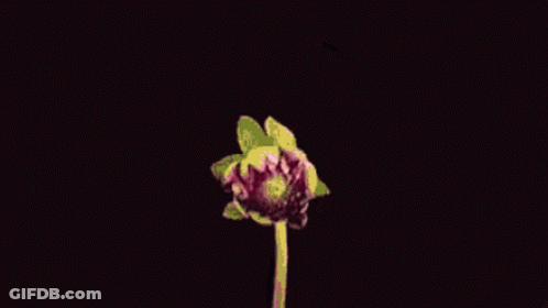 A Close Up Of A Pink Flower With A Green Stem On A Black Background GIF