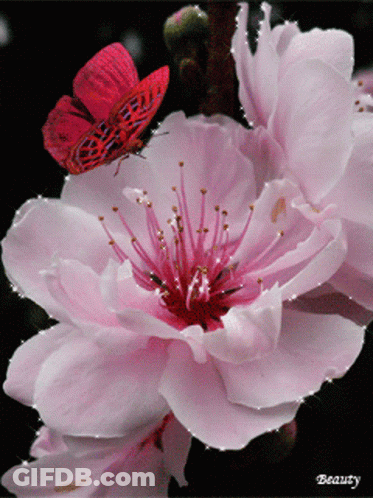 A Close Up Of A Pink Flower With A Red Butterfly GIF