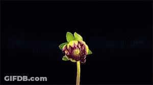 A Close Up Of A Pink Flower With A Stem On A Black Background GIF