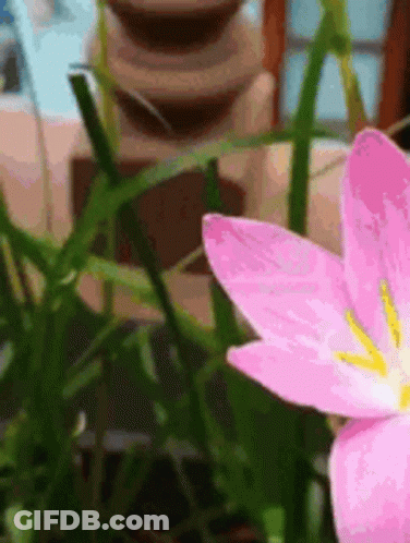 A Close Up Of A Pink Flower With A Yellow Center In The Grass GIF