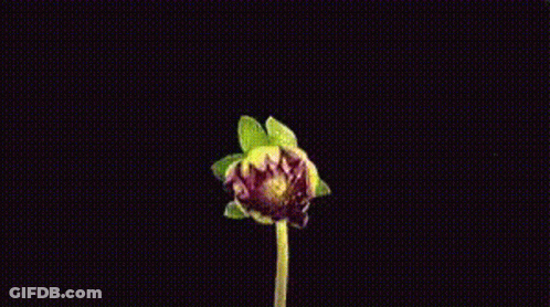 A Close Up Of A Pink Flower With A Yellow Stem On A Black Background GIF