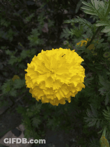 A Close Up Of A Pink Flower With Green Leaves GIF