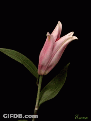 A Close Up Of A Pink Flower With The Name Elena Written On The Bottom GIF
