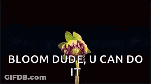 A Close Up Of A Pink Flower With The Words `` Bloom Dude , U Can Do It '' Below It . GIF