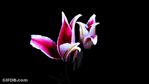 A Close Up Of A Pink Flower With White Petals On A Black Background GIF