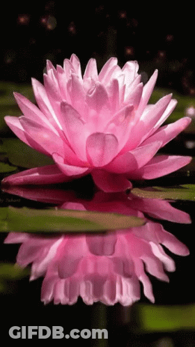 A Close Up Of A Pink Lotus Flower In A Pond GIF