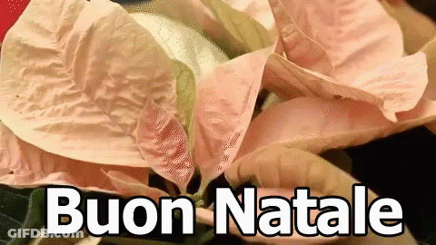 A Close Up Of A Pink Poinsettia With The Words Buon Natale Written Below It GIF