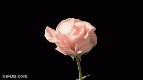 A Close Up Of A Pink Rose On A Black Background . GIF