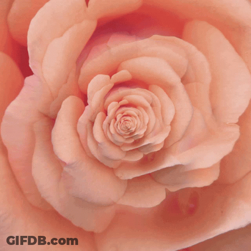 A Close Up Of A Pink Rose Showing The Petals GIF
