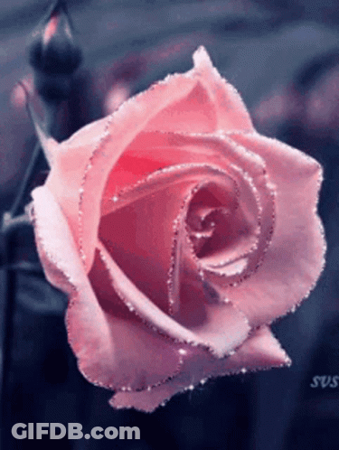 A Close Up Of A Pink Rose With Glitter On It GIF