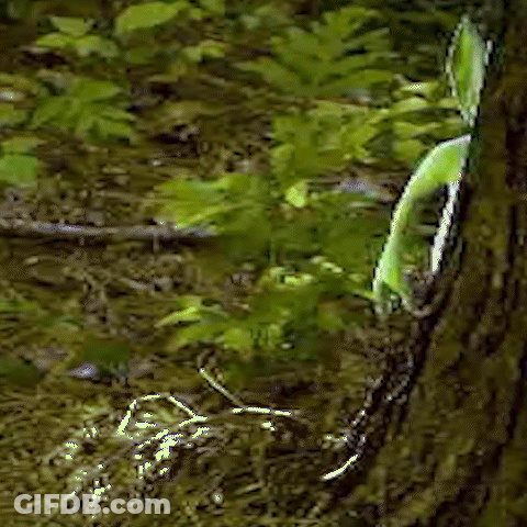 A Close Up Of A Plant Growing Out Of A Tree Trunk In The Woods . GIF
