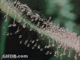 A Close Up Of A Plant With A Lot Of Water Drops On It . GIF