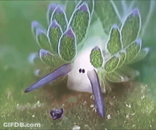 A Close Up Of A Plant With A Purple Tail GIF